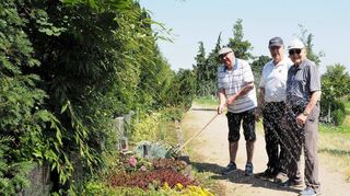 Lothar Lauseker (v.l.), Heinz Kunzelmann und Karl Heinz Radke bei der Gräberpflege in Lampertheim.