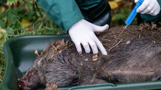 Bergung, Beprobung und die unschädliche Beseitigung eines toten Wildschweins spielen eine wichtige Rolle im Kampf gegen die Tierseuche.