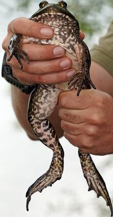 Ein Amerikanischer Ochsenfrosch.