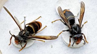 Asiatische Hornissen stellen eine Bedrohung für andere Insekten, besonders für Honigbienen, dar.