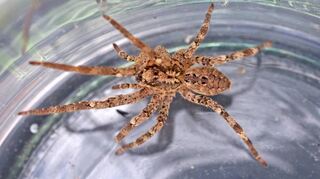 Die Nosferatu-Spinne hat ihren Namen von der auffälligen Markierung auf dem Rücken.