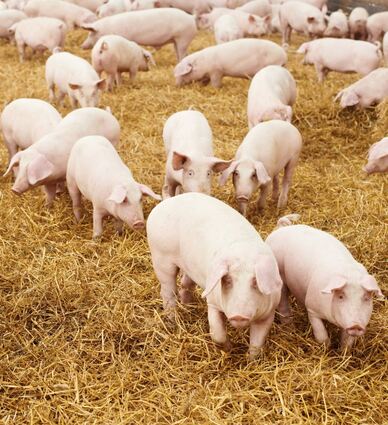 Gerade in der Massentierhaltung birgt Die Afrikanische Schweinepest große Risikopotenziale.