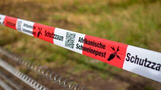 Die Afrikanische Schweinepest ist in Hessen an der Landesgrenze zum Rhein-Neckar-Kreis angekommen. Mit einem Zaun an der Autobahn 6 will man verhindern, dass die Krankheit sich weiter ausbreitet. Auch der Neckar-Odenwald- und Main-Tauber-Kreis haben Maßnahmen getroffen.