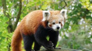 Auch der Kleine Panda ist in der Datenbank der Organisation Species 360 erfasst – und der Heidelberg Zoo liefert täglich neue Daten zu.