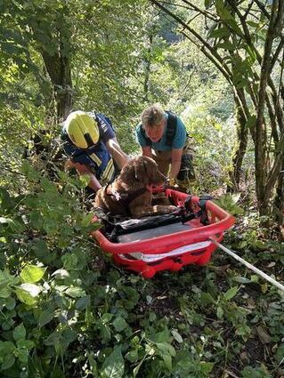 Hundesenior „Finn“ wird mit einer Trage den Hang hochgezogen.