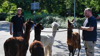 Alpakas mit David Röhrig und rechts Norman Jacob bei einer Führung im Luisenpark in Mannheim.