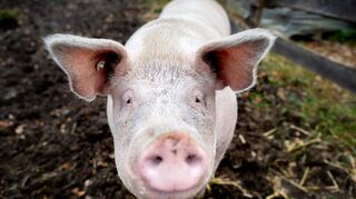 In Gerolsheim ist erstmals der Erreger der Afrikanischen Schweinepest (ASP) bei einem Hausschwein nachgewiesen worden.