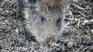 Wildschweine sollen möglichst nicht aufgeschreckt werden. Deshalb ist die Jagd verboten. Auch laute Veranstaltungen außerhalb der Ortschaften sind nicht erlaubt.