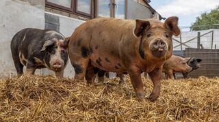 In Wattenheim leben 36 schwarz getupfte Schweine.