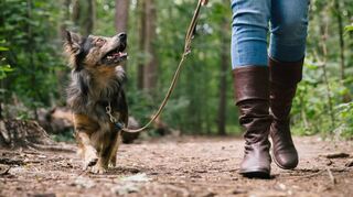 Hundehalter sind in Mannheim wegen der angeordneten Leinenpflicht geteilter Meinung.
