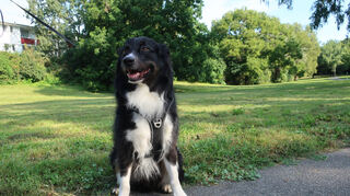 Die aktuelle Leinenpflicht in Mannheim ist für den Australian Shepard Sam kein Problem.