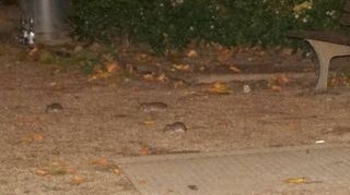 Im Scipiogarten in der Innenstadt wimmelt es abends von Ratten.