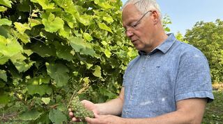 Ernst Büscher ist zufrieden mit den Weintrauben, die aktuell in der Pfalz geerntet werden. Jetzt brauchen sie Sonne und Trockenheit.