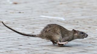 Ratten sind eher scheue Tiere, werden aber von Futter- und Essenresten angelockt.