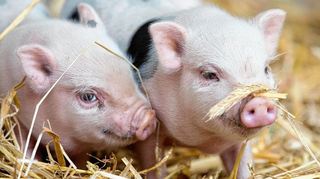 Auch Mini-Pigs können vom ASP-Virus befallen werden.