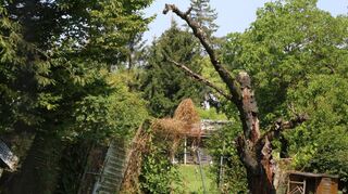 Ein verwilderter Kleingarten im Bebauungsgebiet nördlich der Anna-Sammet-Straße.
