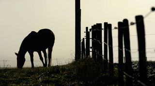 Nach der jüngsten Bluttat in Lampertheim musste ein Pferd aufgrund seiner schweren Verletzungen eingeschläfert werden. Nun hoffen Fahnder und Tierschützer auf Hinweise aus der Bevölkerung.