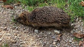 Dass es für Igel Auffangstationen gibt, findet sich auf der Homepage der Stadt nicht. Hilfesuchende müssen sich die Adressen selbst raussuchen.
