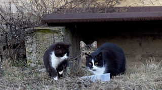 Immer wieder werden in Mannheim streunende Katzen gefunden.