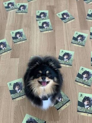 Ja, Hund Henry hat wirklich eigene Autogrammkarten. Und nicht zu wenige.