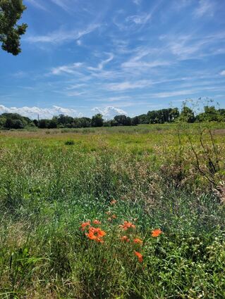 Sonne über dem Mannheimer Landschaftsschutzgebiet Kopflache am Friesenheimer Altrhein. Beständiges Sommerwetter herrschte im Juli in Mannheim allerdings nicht.