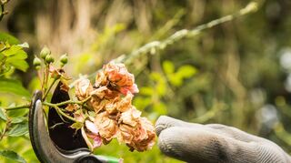 Im Idealfall werden Zweige mit der verblühten Rosenblüte oberhalb des letzten fünfzähligen Blattes abgeschnitten. Einen größeren Zuschnitt sollte man nur im Frühjahr vornehmen.