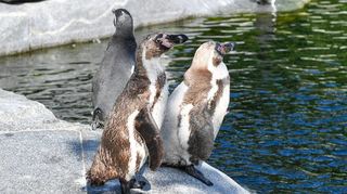 Humboldt-Pinguin im Luisenpark in Mannheim.

Foto © Ruffler *** Foto ist honorarpflichtig! *** Auf Anfrage in hoeherer Qualitaet/Aufloesung. Belegexemplar erbeten. Veroeffentlichung ausschliesslich fuer journalistisch-publizistische Zwecke. For editorial use only.