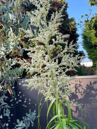 Der Elefantenfuß im Oppauer Garten steht in voller Blüte.