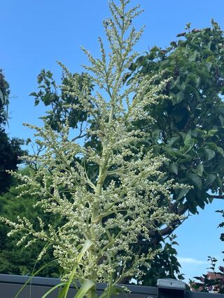 Der Elefantenfuß trieb im Oppauer Garten eine stolze Blütenkrone aus, hier zu einem etwas früheren Zeitpunkt.