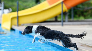 Tierisches Badevergnügen in Mannheim: Ein Hund springt in ein Schwimmbecken im Freibad Sandhofen.