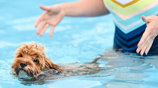 Ein Hund schwimmt in einem Schwimmbecken im Freibad Mannheim-Sandhofen.
