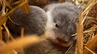 Otternachwuchs in der Wurfkiste des Heidelberger Zoos