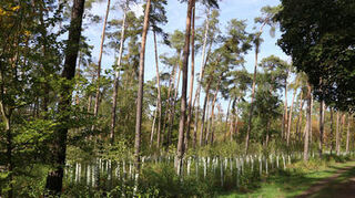 Wiederaufforstung im Käfertaler Wald