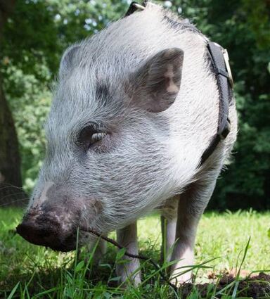 Geruchsbelästigung: Gericht untersagt Schweinehaltung im Garten.