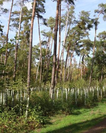 Am Baumbestand im Käfertaler Wald soll es Veränderungen geben.