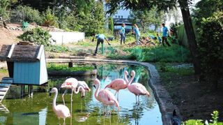 Freiwillige Helfer gestalten im Viernheimer Vogelpark den Bachlauf zum Teich der Flamingos neu.