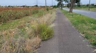 Am Straßenrand sprießen die Pflanzen: Das Bild einer Leserin von Ende August zeigt einen zugewucherten Radweg zwischen Sandhofen und Schönau.