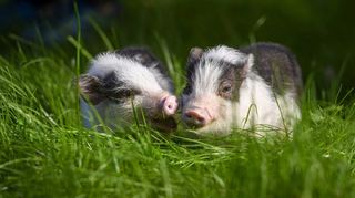 Tierpate eines Minischweins? Das geht !