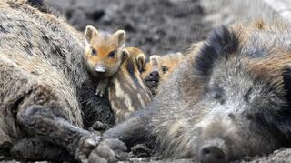 Schlafende Wildschweine im Wildpark: Die Tiere leben in großzügigen Gehegen, die ihren natürlichen Lebensräumen ziemlich nahe kommen.