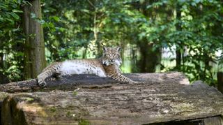 Im Wildpark Rheingönheim kann man den sonst so scheuen Tieren ganz nah sein.