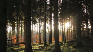 Hohe, majestätische Buchen – sie verleihen dem Wald eine besondere Ruhe und sind ideale Voraussetzungen für einen Indian Summer im Westen Deutschlands.