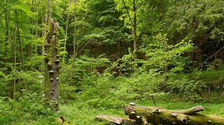 Unberührte Natur pur: Schutzgebiet vieler seltener Pflanzen und Tiere.