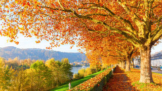 Spazieren über eine rot-orangene Laubdecke: Selbst im Herbst scheint hier oft die Sonne.