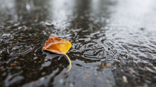 Ein herbstlich gefärbtes Blatt liegt im strömenden Regen in einer Pfütze. +++ dpa-Bildfunk +++