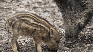 Bei gutem Futter gibt’s mehr Nachwuchs: Jäger machen sich Sorgen, dass die Zahl der Wildschweine in der Region wegen des Jagdverbots stark ansteigt.