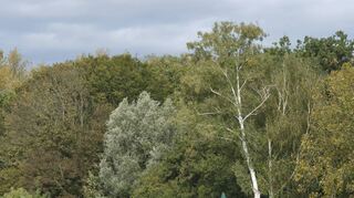 Seit Jahren nutzt der Angelsportverein 1920 eine 640 Quadratmeter große Fläche neben dem eigentlichen Vereinsgelände.