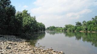 Idyllisch: Der Altneckar bei Seckenheim droht allerdings zu versanden.