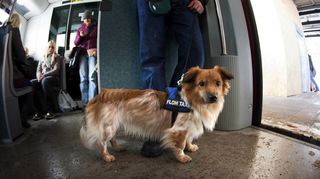 Für Hunde ist in Bus oder Bahn (wie auf diesem Foto aus Berlin) im Normalfall ein Kinderticket erforderlich. An günstigen Dauer-Angeboten fehlt es.