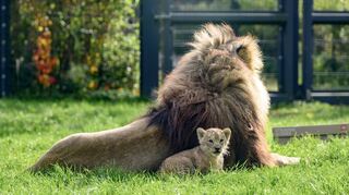 Geschützt von Löwenpapa Chalid genießt der Minilöwe die warme Herbstsonne im Freigehege des Heidelberger Zoos.