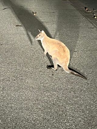 Das Känguru aus Wahlen hatte eine aufregende Nacht hinter sich.